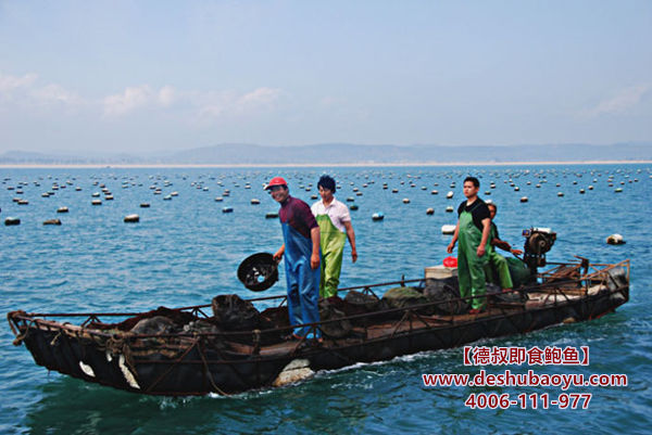 福建鲍鱼养殖