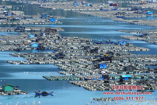 福建鲍鱼养殖