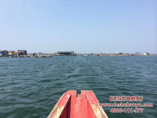 福建晋江鲍鱼养殖